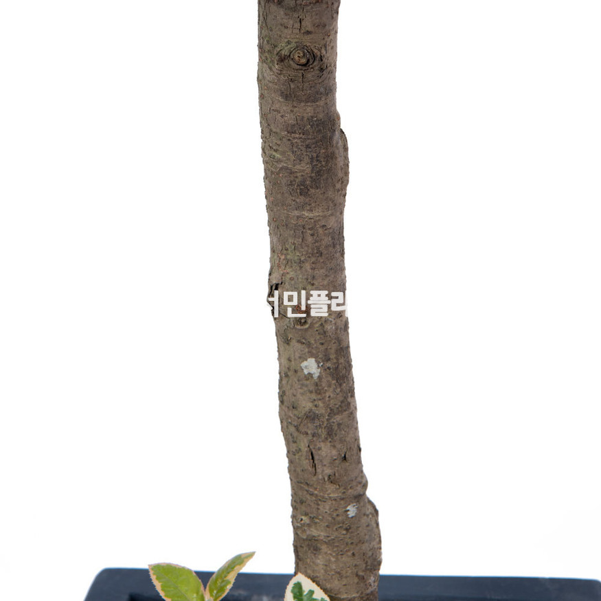 상세이미지