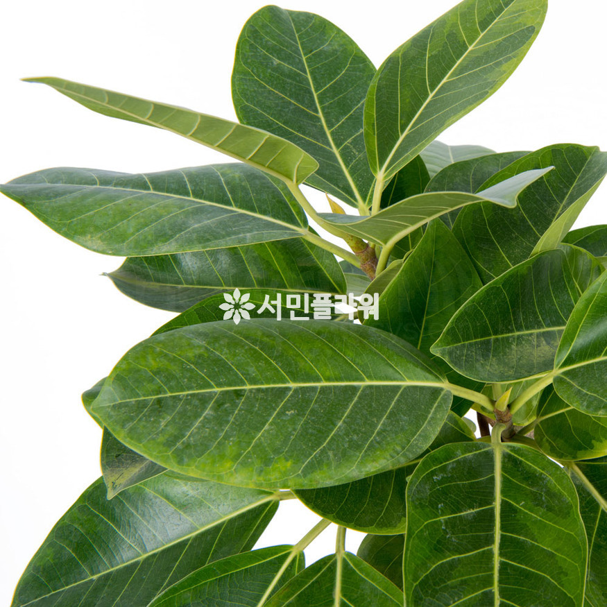 상세이미지