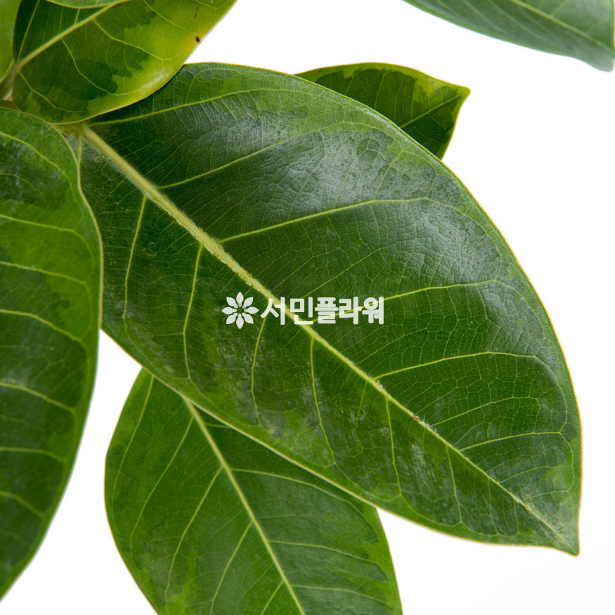 상세이미지