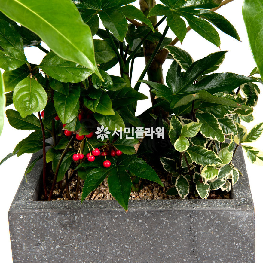 상세이미지