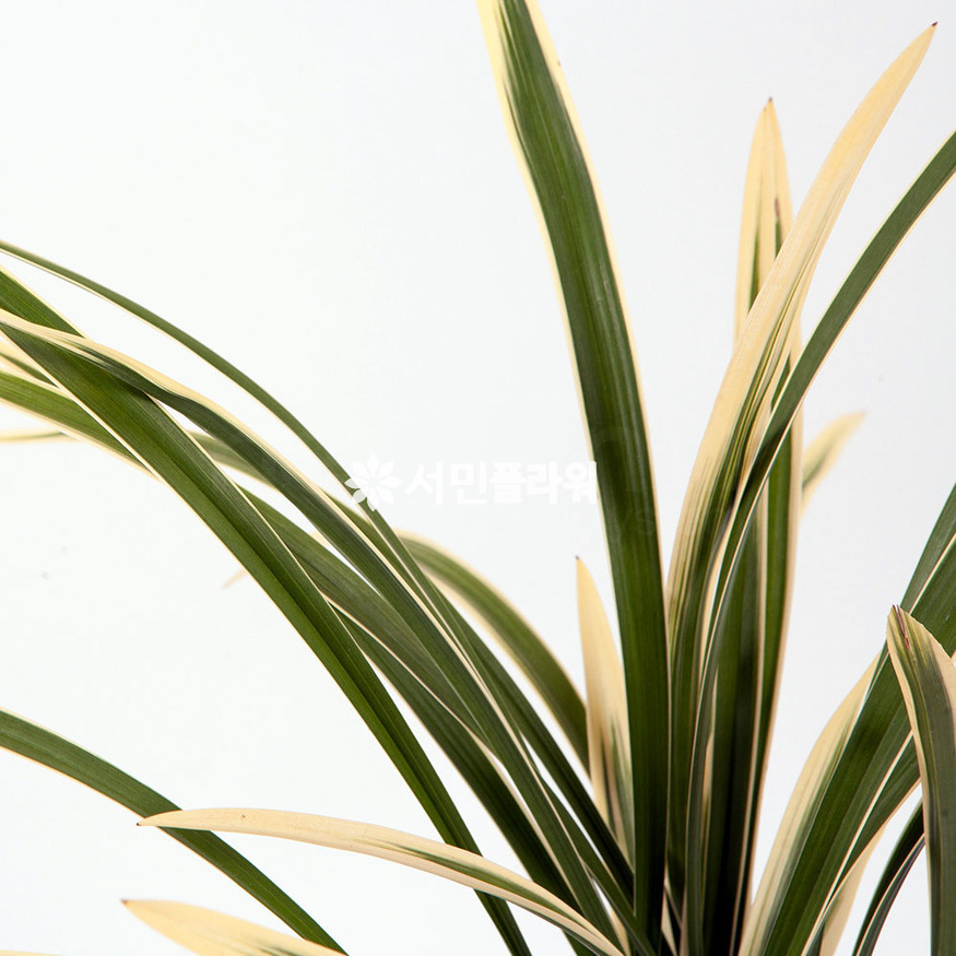 상세이미지