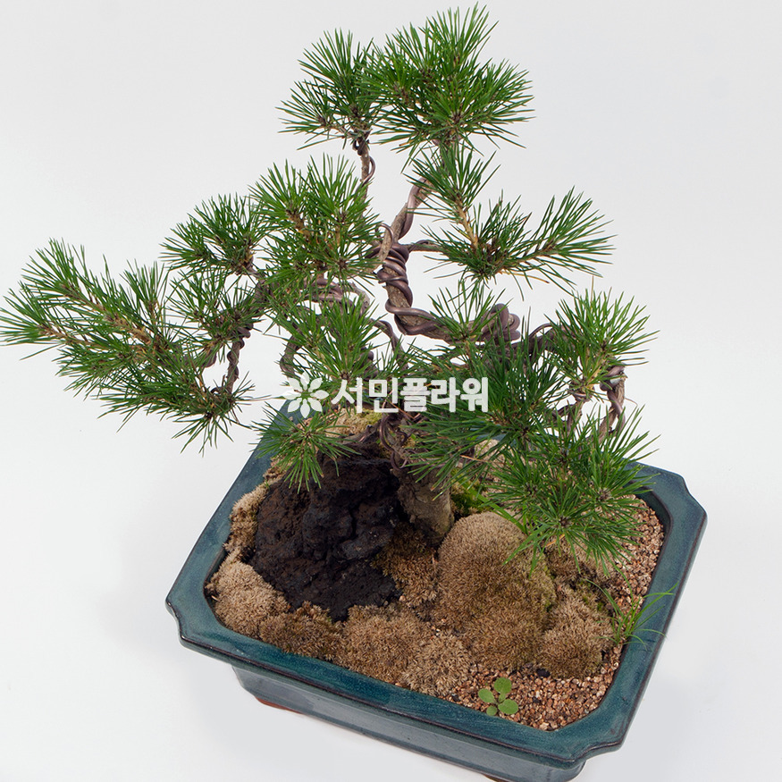 상세이미지