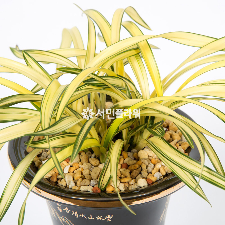 상세이미지