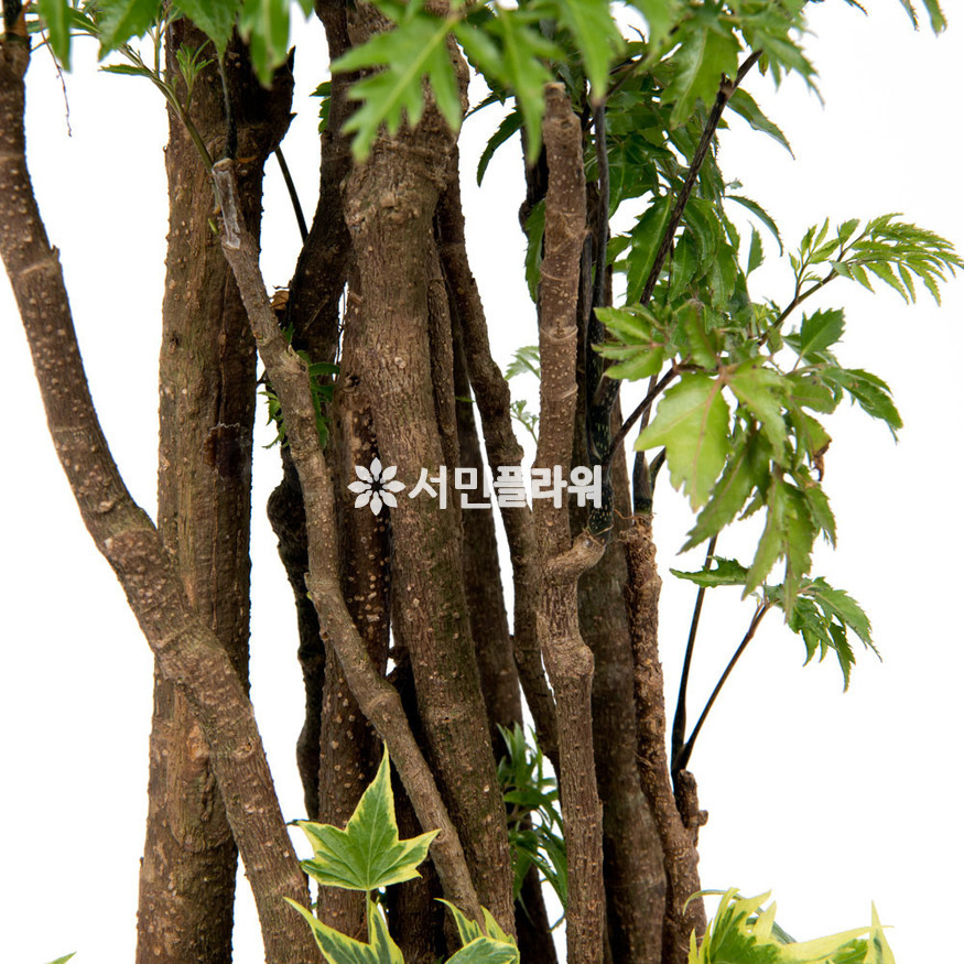 상세이미지