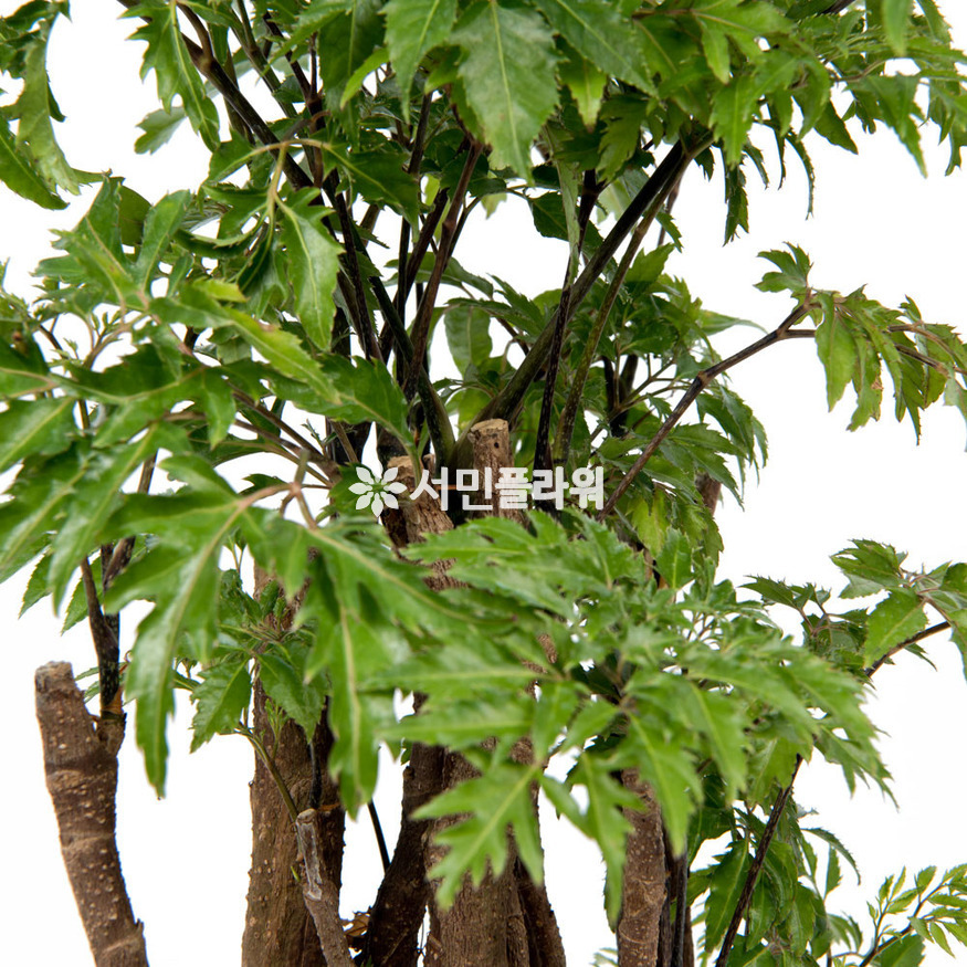 상세이미지