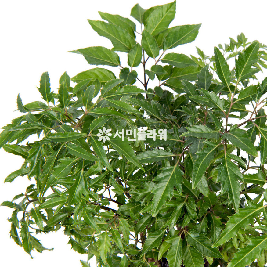 상세이미지