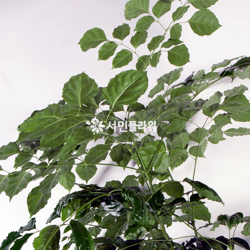 상세이미지