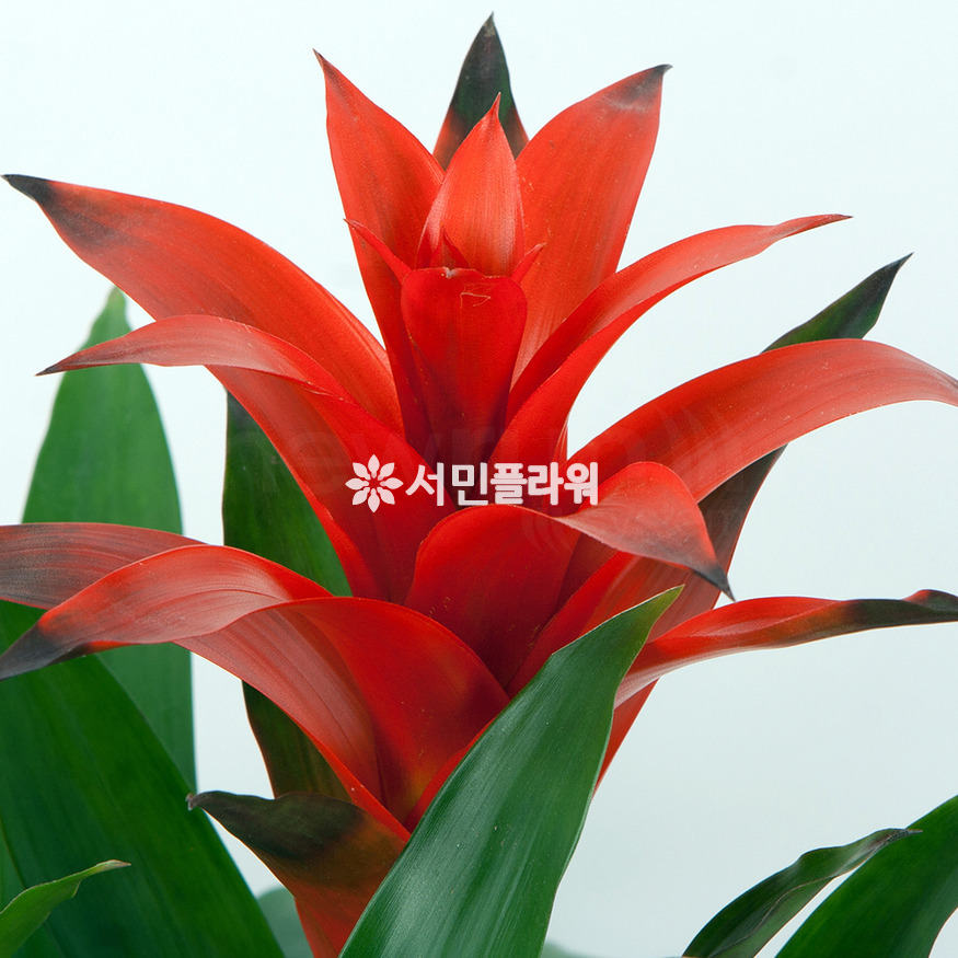 상세이미지