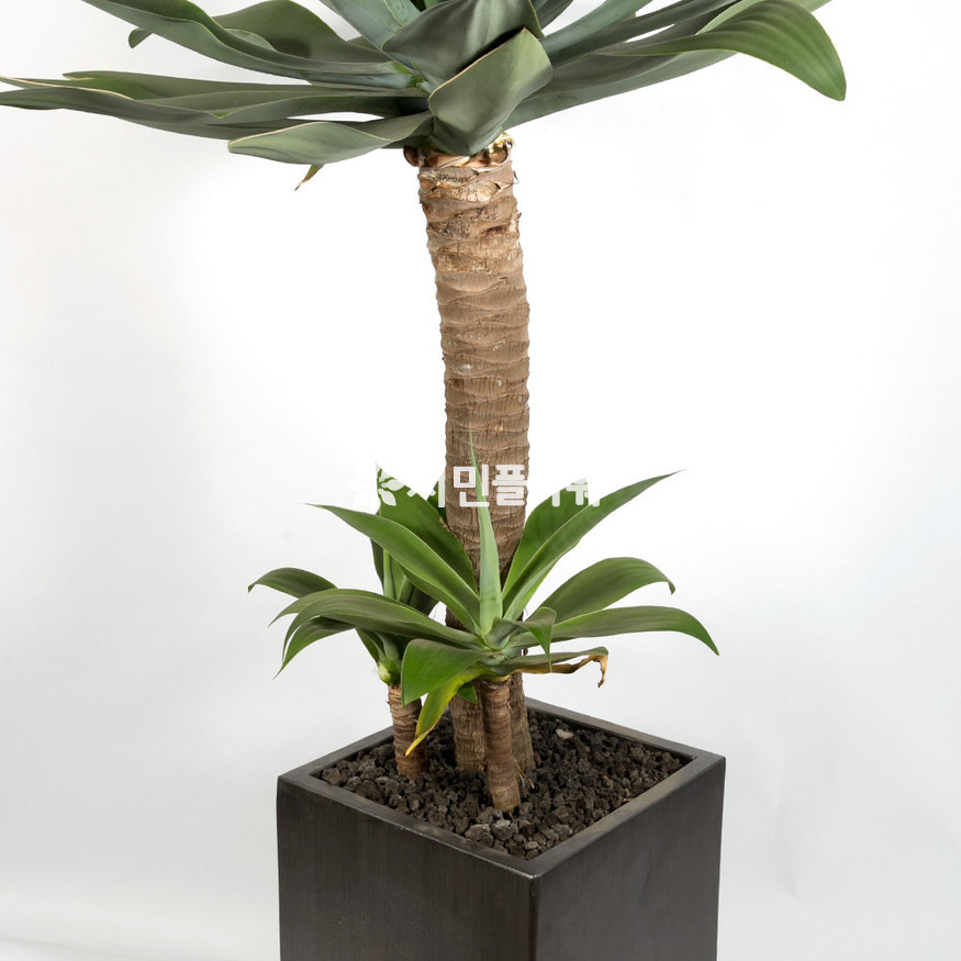상세이미지