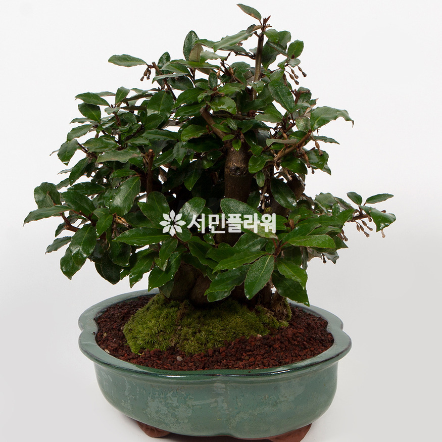 상세이미지