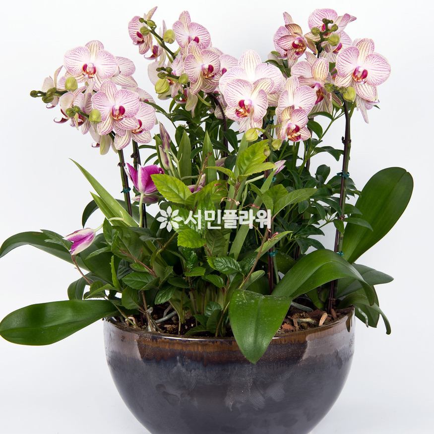 상세이미지