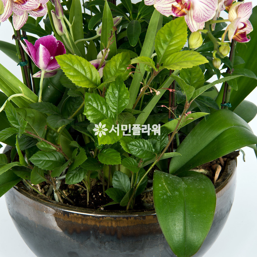 상세이미지