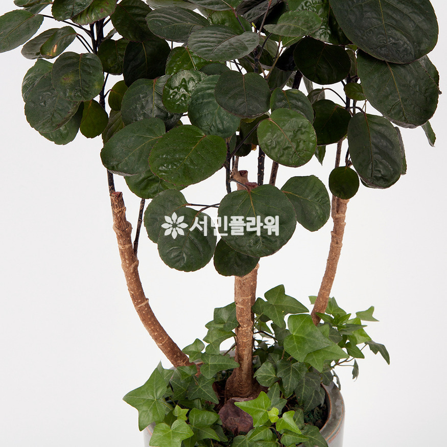 상세이미지
