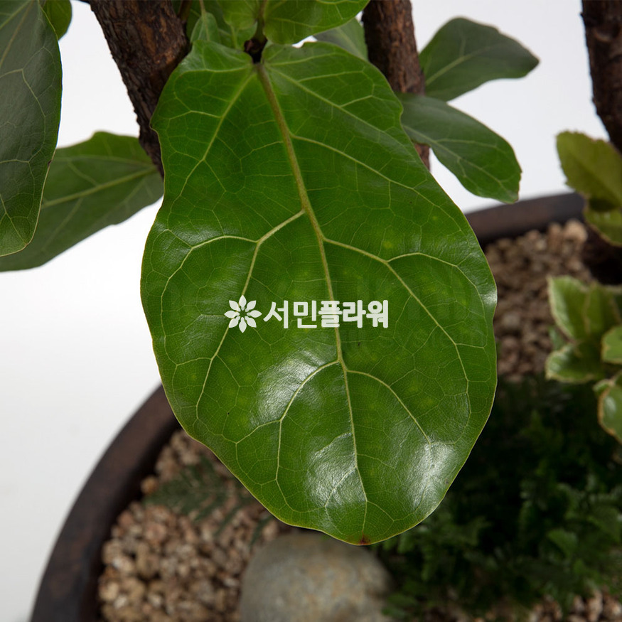 상세이미지