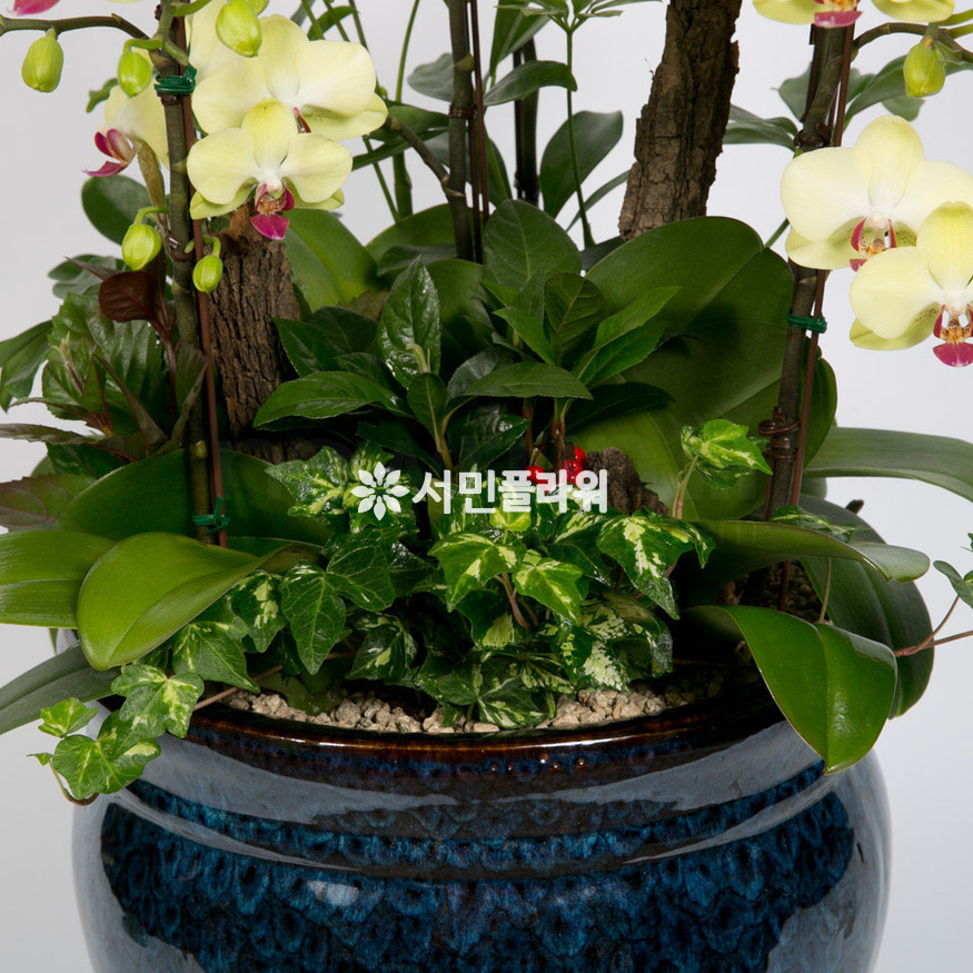 상세이미지