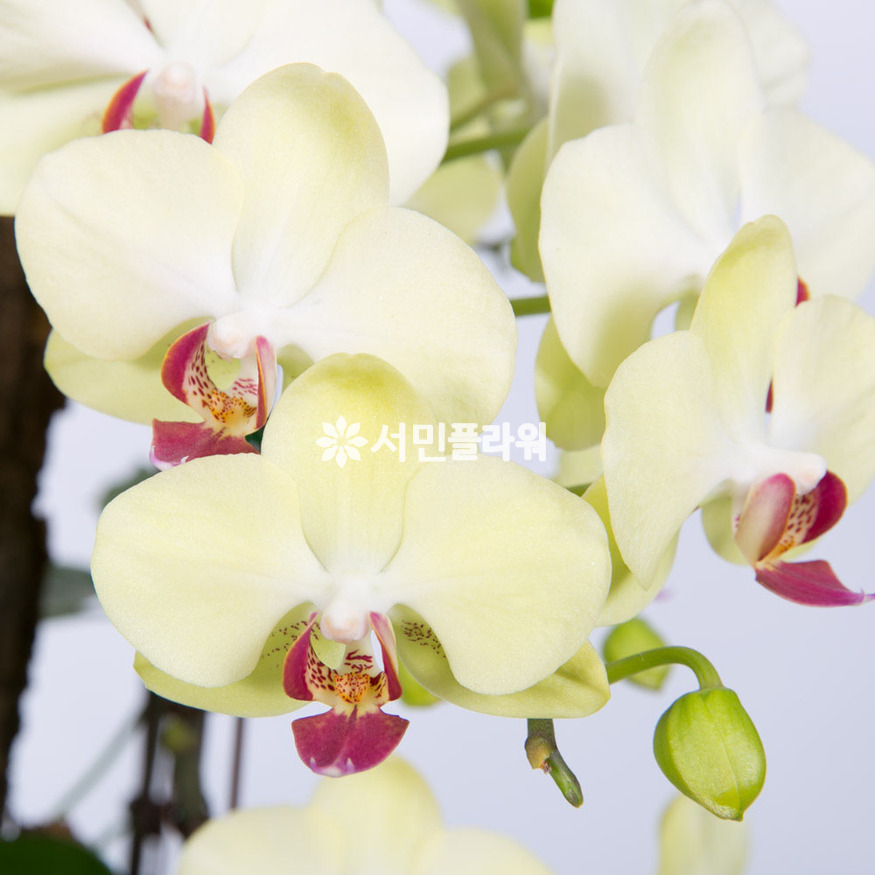 상세이미지