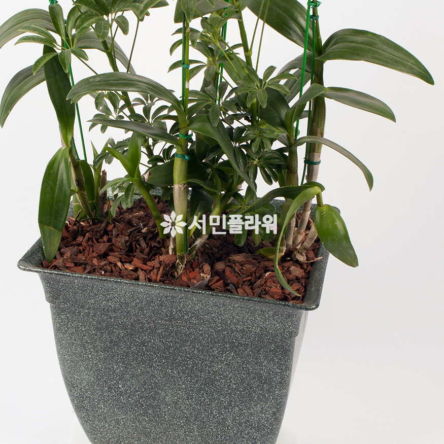 상세이미지