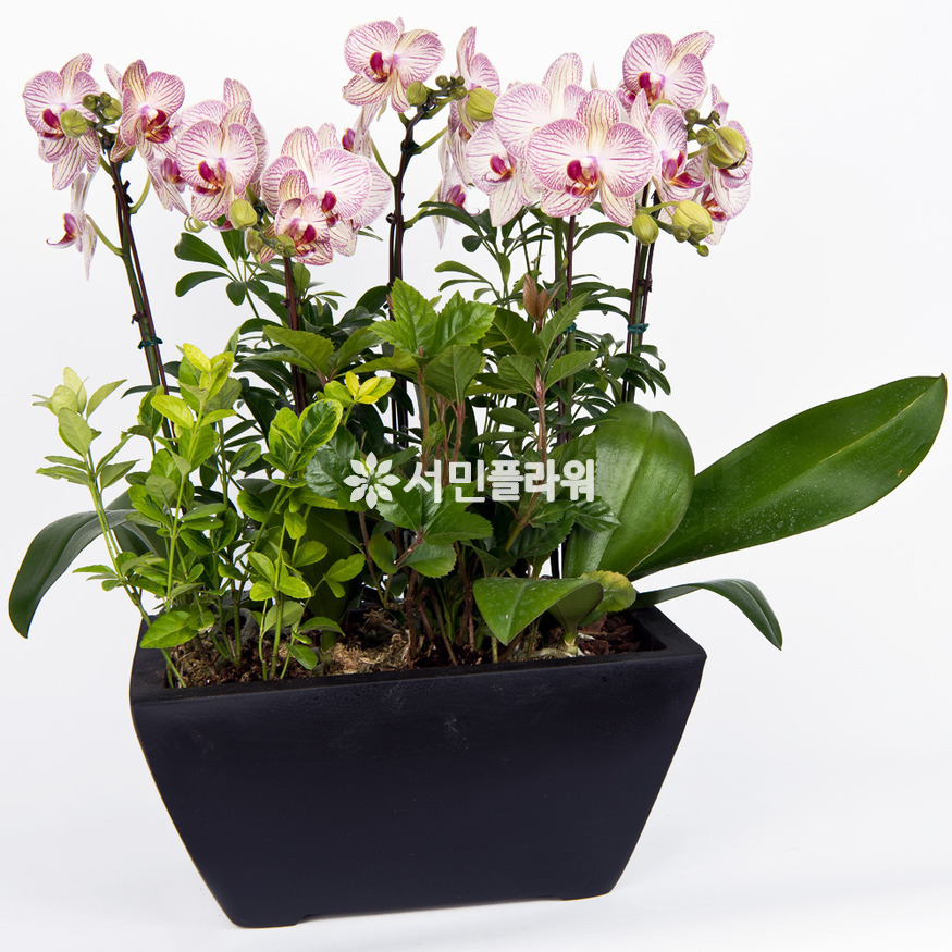 상세이미지