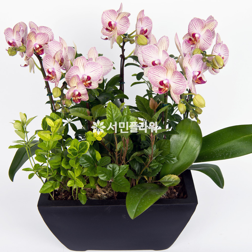 상세이미지