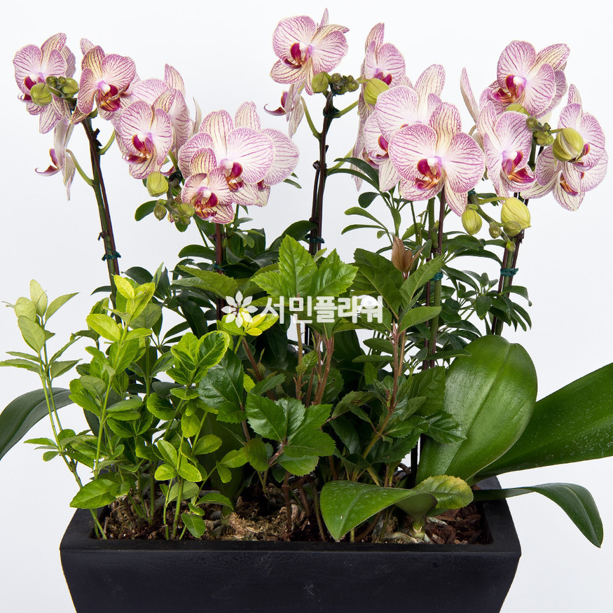 상세이미지