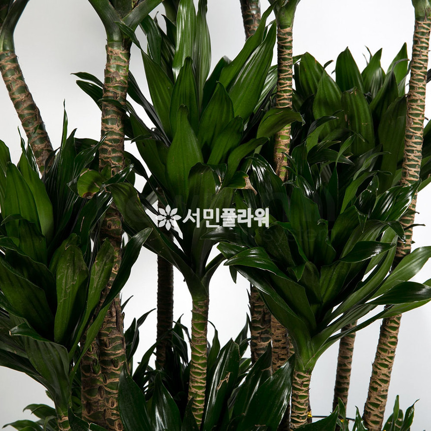 상세이미지