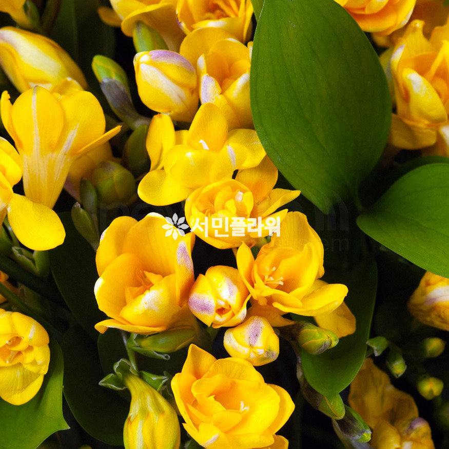 상세이미지