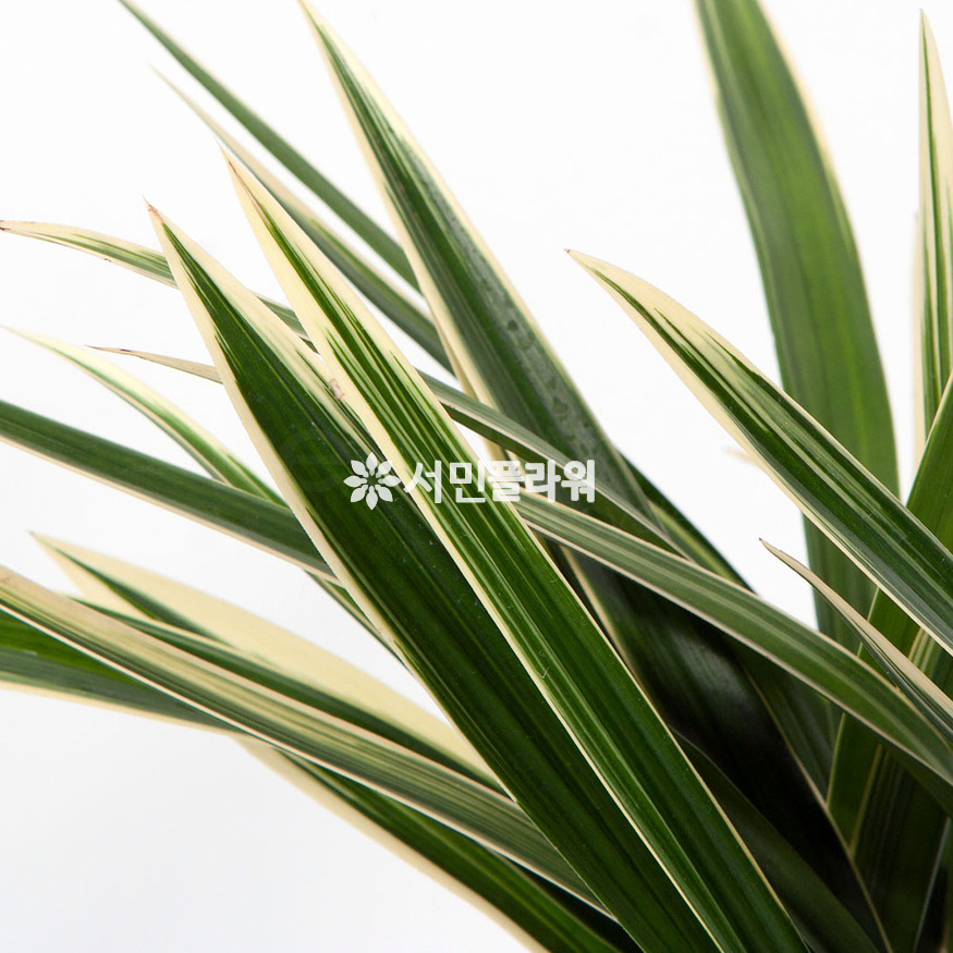 상세이미지