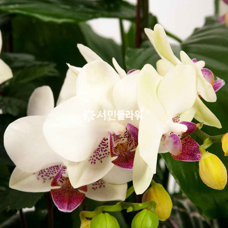 상세이미지