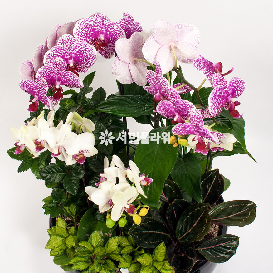 상세이미지