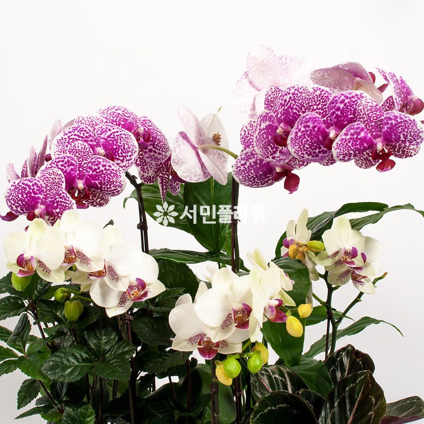 상세이미지