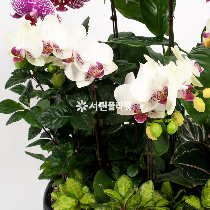 상세이미지
