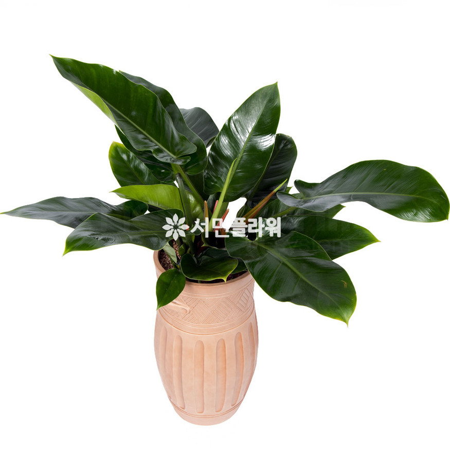 상세이미지