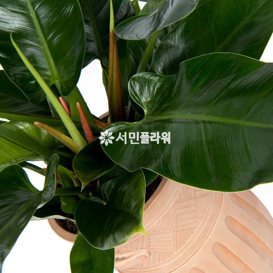 상세이미지
