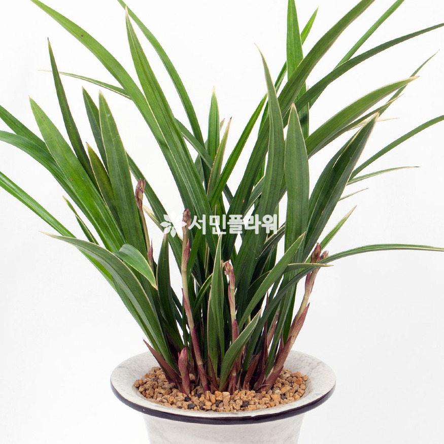 상세이미지