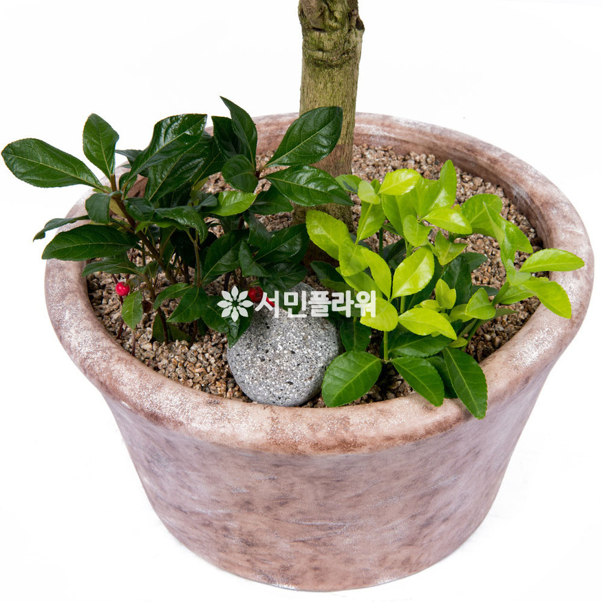 상세이미지