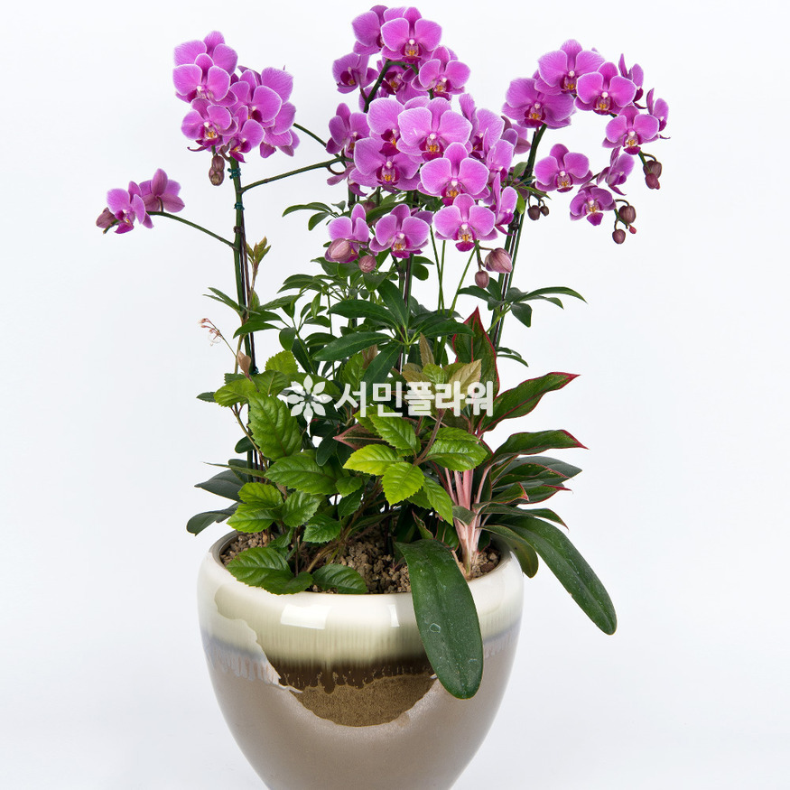 상세이미지
