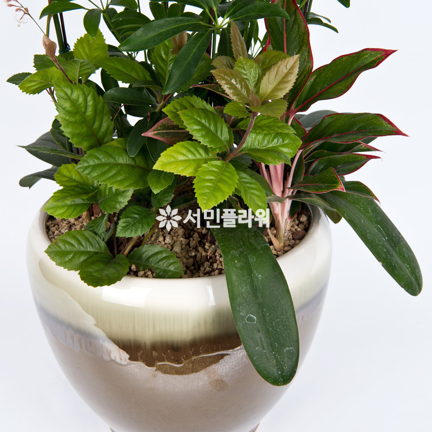 상세이미지