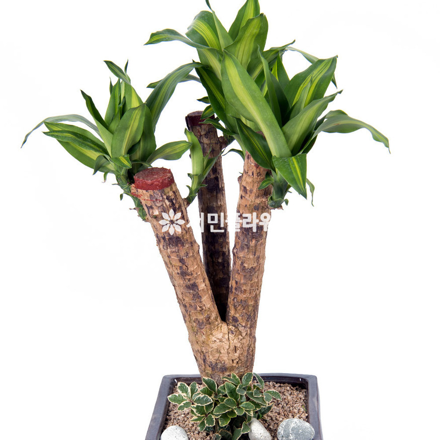 상세이미지