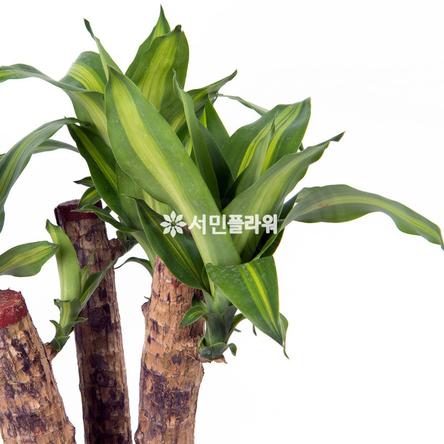 상세이미지