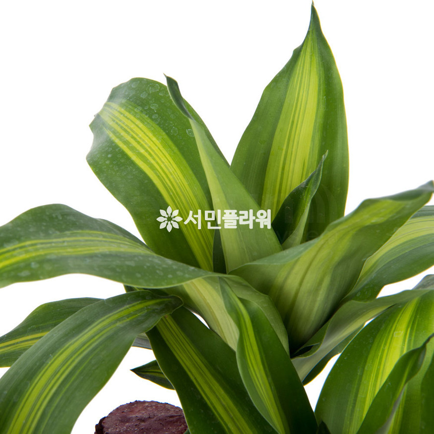 상세이미지