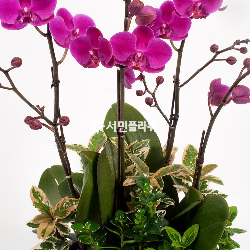 상세이미지