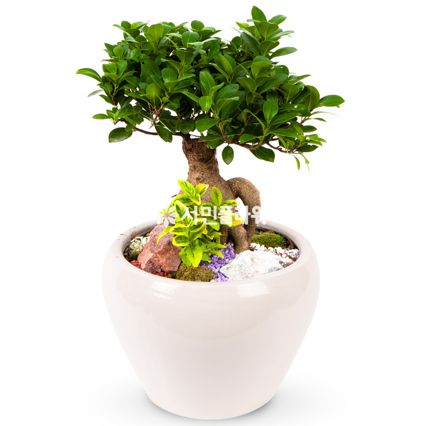 상세이미지