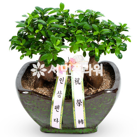 인삼펜더(쌍대)
