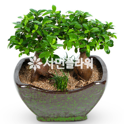 팬다분재