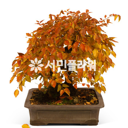 분재 (가을전용)