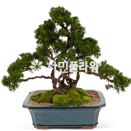 진백분재