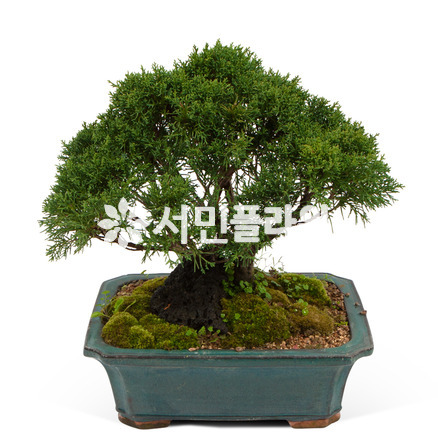 진백분재8호