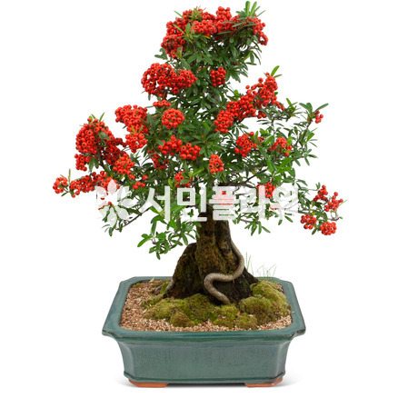 피라칸샤스