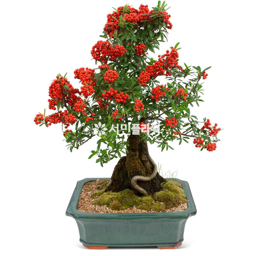 상세이미지