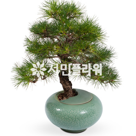해송분재17